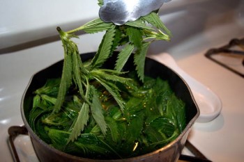 In Langdon Cook's recipe, you boil the nettles briefly to remove the stingers.