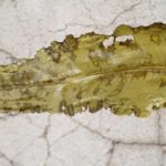 dock-chip - Wild Food Girl