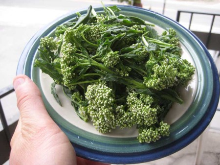 Whitetop flower buds are similar in some ways to broccoli.