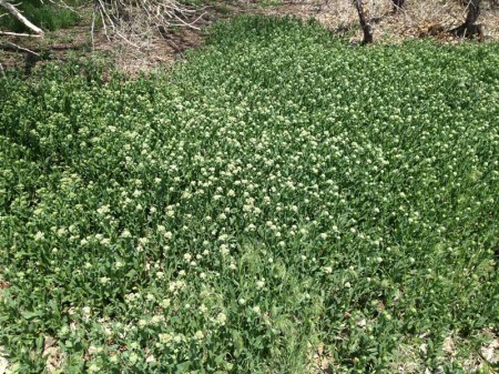 Whitetop, aka hoary cress, is an edible invasive plant that takes over big areas.