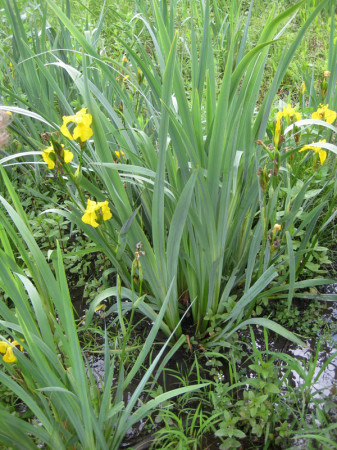 A wild Iris outside Ithaca, New York. Don't confuse these with cattails. 