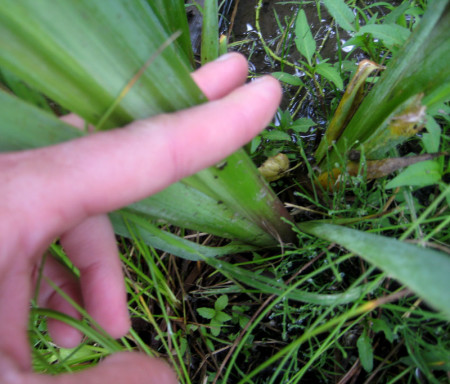 The base of an Iris, a toxic lookalike to spring cattails. Note that the leaves come together in a flat plane at the base, compared to the round or oval base where a cattail's leaves come together.