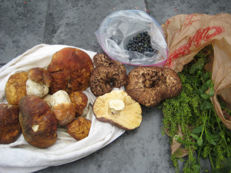 A September bounty in the Fairplay, Colorado high country, from left to right: porcini mushrooms, Russula xerampelina (upside down), a few hawks wings (Sarcodon imbricatus), juniper "berries," peppergrass (with the small seeds), and field pennycress. 