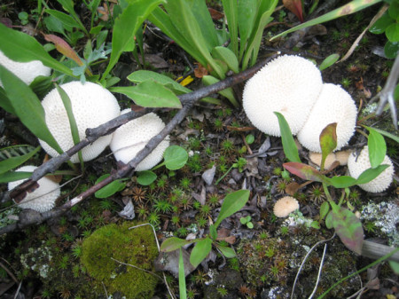 Small puffballs fruiting up on Vail Pass in August. These are perfect for hors d'oeuvres-size stuffballs. 
