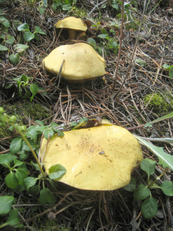 Here you could try singing "Just another Suillus party" to the beat of "Gangsta Party" by 2pac.