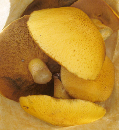 Here's a close-up of Suillus tomentosus in my bag. Note the spongy pore layer (not gills) under the yellow cap, which has tiny brownish fibrils speckled on it.