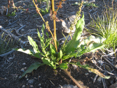 I harvested young, green dock leaves in the Colorado high country in October. They emerged at the base of the dry, rusty-red-seed-head-bearing stalks.