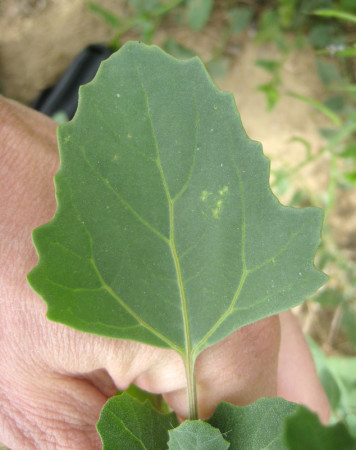 A goosefoot leaf. Note how the base of the leaf tends toward diamond-shaped as the basal margins slope slightly downward to meet the leaf stem. 