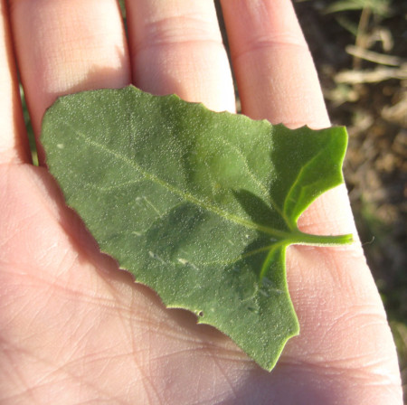 An arrowhead-shaped orache leaf, shot in Rifle, CO.