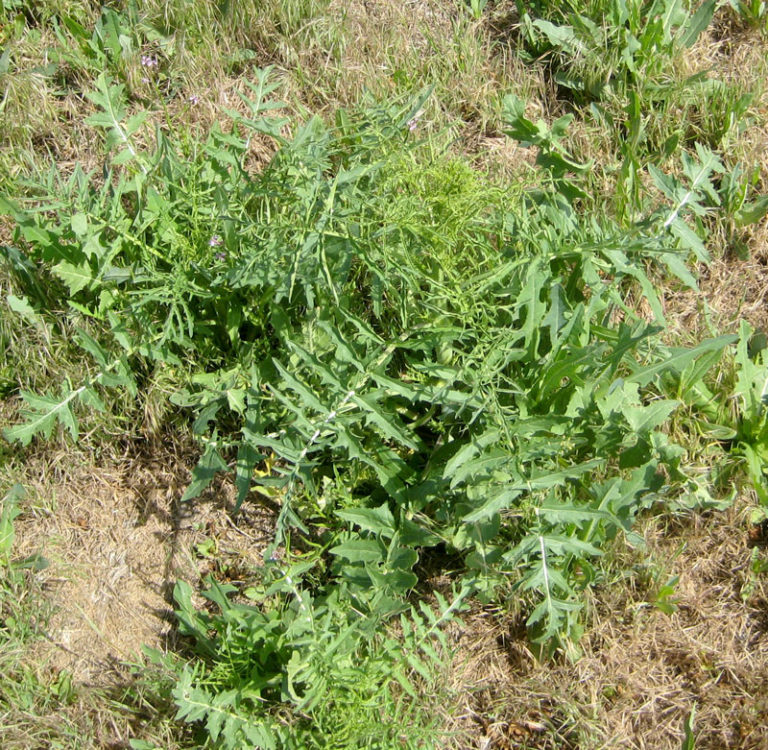 tumble-mustard-before-bolting - Wild Food Girl