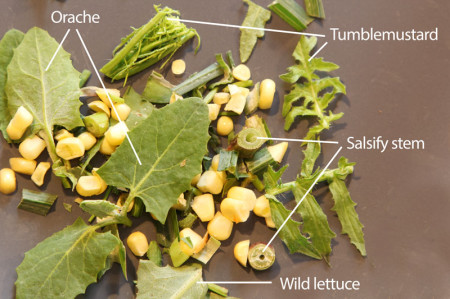 A close-up look at wild salad.