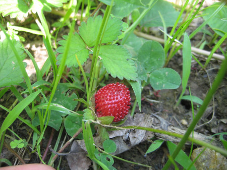 The false strawberry, also edible, looks like a real strawberry but tastes like nothing. These grow on the east and west coasts of the U.S.