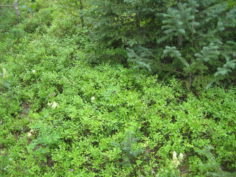 Guess what's under all that lush ground-cover? It's huckleberries, I mean blueberries. 