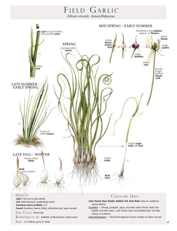 The Plant Map for field garlic from Foraging & Feasting; illustration by Wendy Hollender.