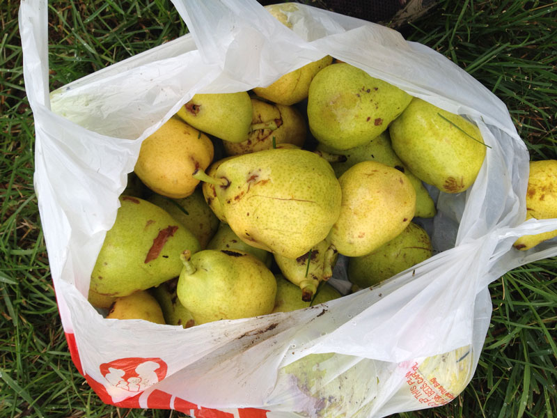 How many pounds of pears can you collect in 10 minutes? A lot.