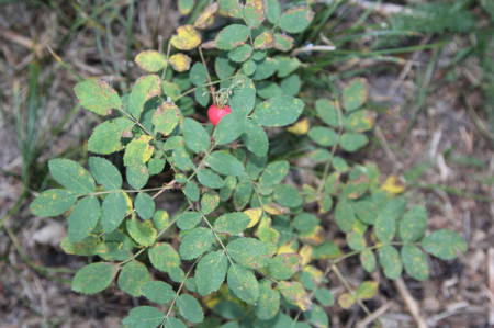 A wild rose with seven pinnately divided, finely serrated, oval-shaped leaflets. 