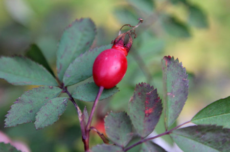 Rosehips are an excellent wild source of vitamin C. Photo by Gregg Davis.