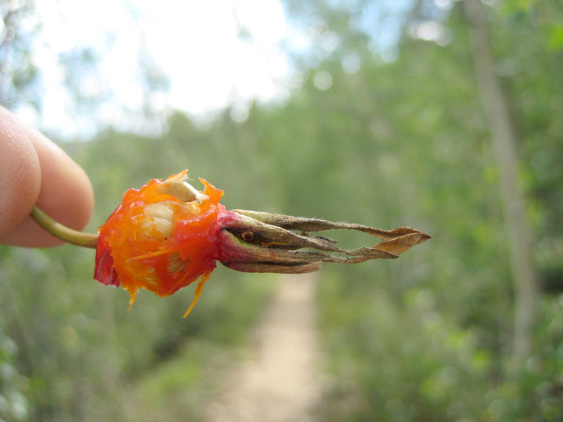 Test a rosehip’s flavor by chewing the red goo from its exterior, lest you ingest the sliver-like hairs and risk “itchy bum.”