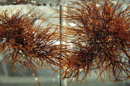 Native Gracilaria tikvahiae, an edible seaweed, in culture. A non-native Gracilaria that looks identical has invaded the east coast and is also edible. Photo credit: C. Yarish and J. Kim, UConn