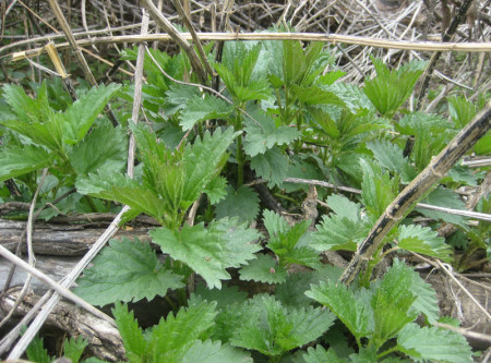 Stinging nettles foraged in the Denver area last week before the latest bout of snowstorms.