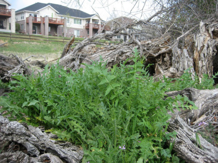 Tumble mustard greens stand tall and lush in a Denver housing development.