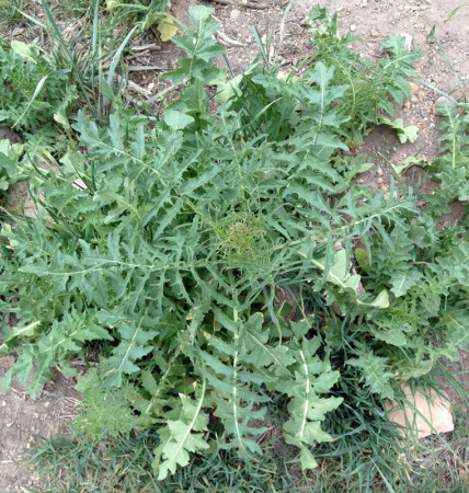 The jaggedy pinwheel rosette of tumble mustard, prior to bolting.