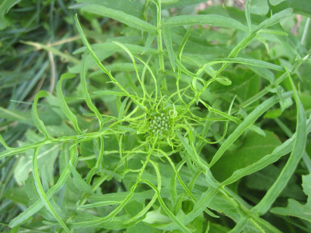 A tumble mustard top, tender young flowerbuds surrounded by wispy, soft leaves.