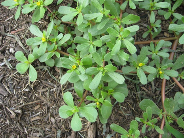 For tangy purslane, pick in the morning.
