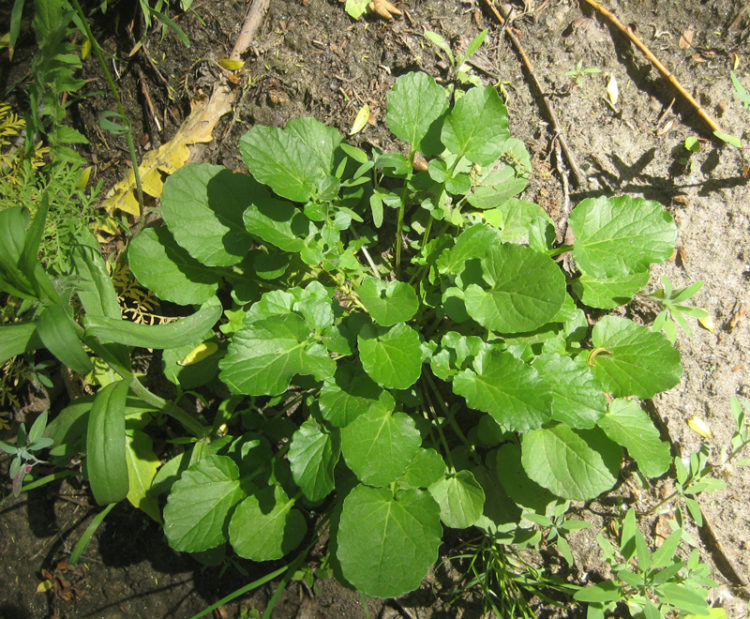 A basal rosette of baby-arugula-like winter cress leaves.