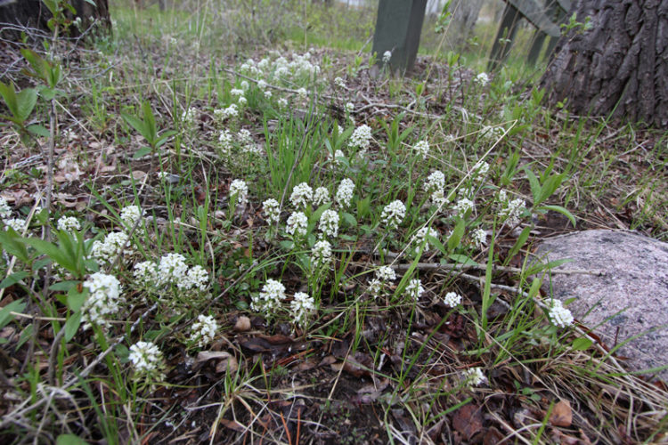 Because candytuft tends to grow in big, low, homogenous groups, it can be spotted from afar.