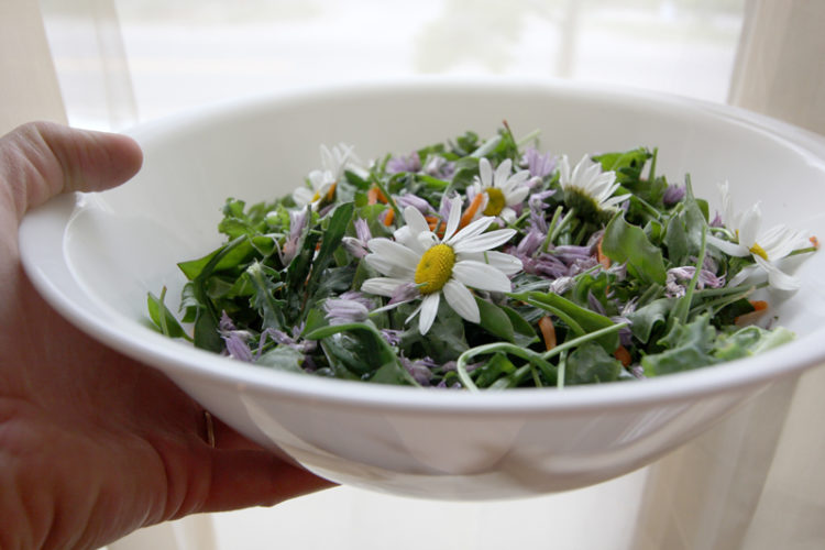 Daisy flowers make a lovely salad garnish, though I'll admit that after choking down a whole flower, I cut the rest into bits. 