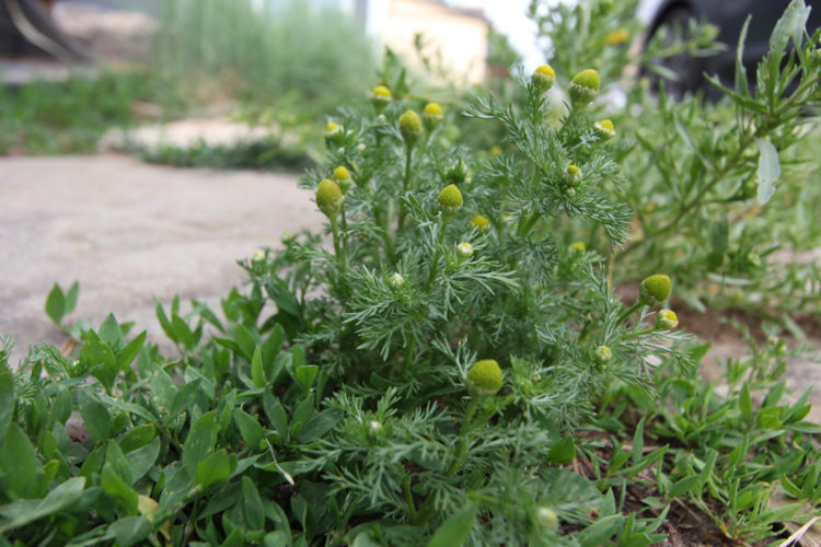 The ubiquitous pineapple weed is often found underfoot in disturbed ground.