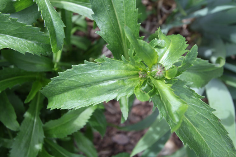 Go easy on Shasta daisy greens at first; they are flavorful but nicely substantial.