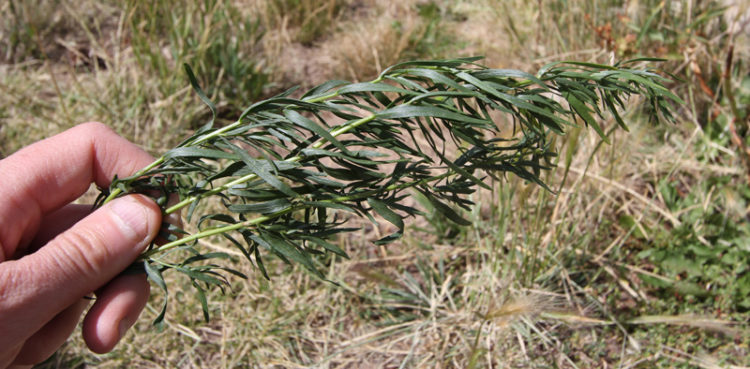 Wild tarragon found in Fairplay, Colorado. Did you know the cultivated tarragon we enjoy was native to the western United States?