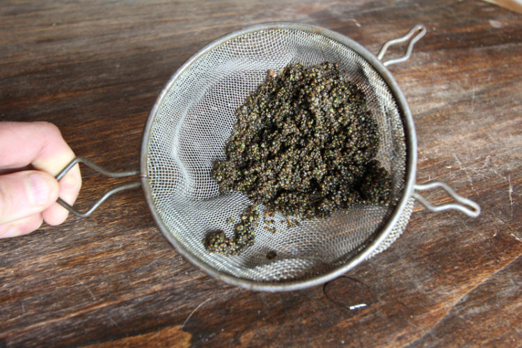 The soaked seeds swelled to produce a vegan caviar many times the dry volume. The texture and crunch are similar to real caviar.