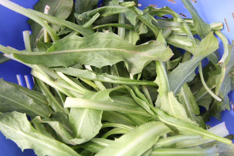 Tasty chicory greens. They look a bit like dandelions, and prickly lettuce, don't they? That's because they are related.