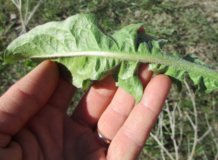 Chicory greens can be hairy, especially on the underside of the midrib, a distinguishing feature from dandelions.