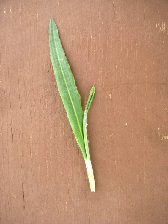 Docks have a papery sheath around new leaves. Inside it is often gooey. This is narrow dock with sheath.
