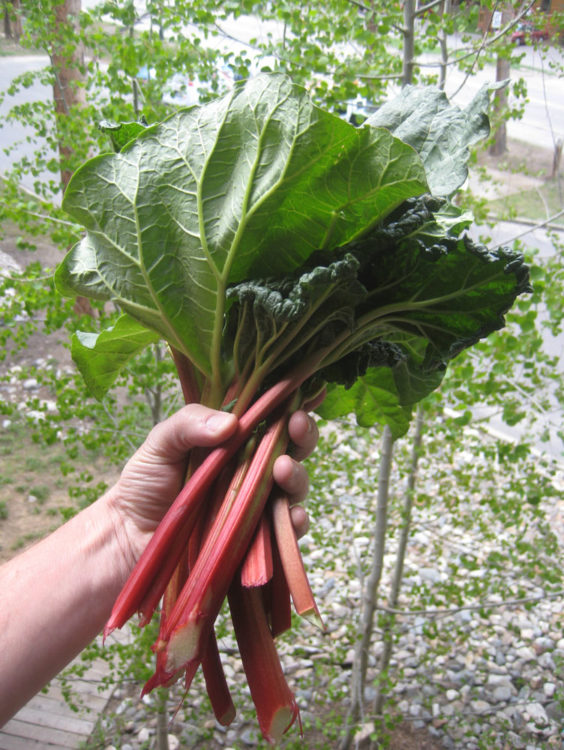 Rhubarb stalks are glossy red or red-and-green, and solid all the way through. 