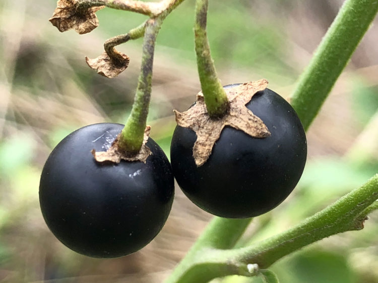 Edible black nightshade berries (Solanum nigrum complex). Photo by Gregg Davis