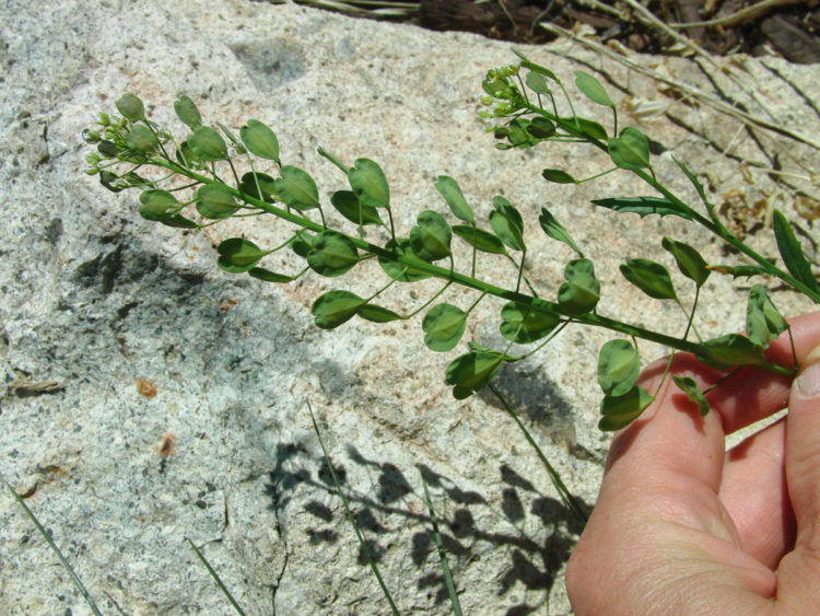 A raceme of green pennycress seedpods.