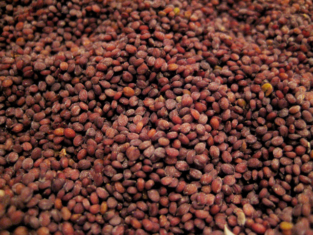 Pennycress seeds, winnowed and ready to go.