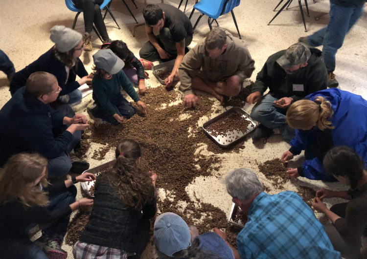 Separating wild hazelnuts from their hulls with Samuel Thayer the Midwest Wild Harvest Festival, 2017.
