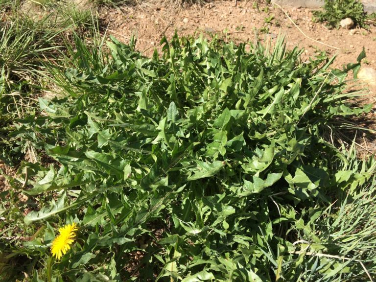 Best dandelion soup ever | Wild Food Girl