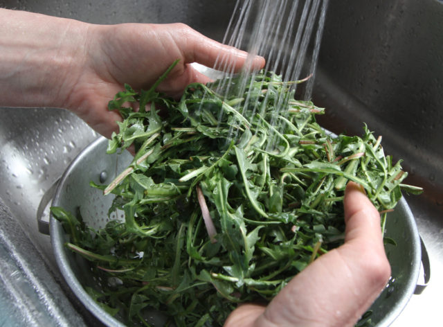 Best dandelion soup ever | Wild Food Girl