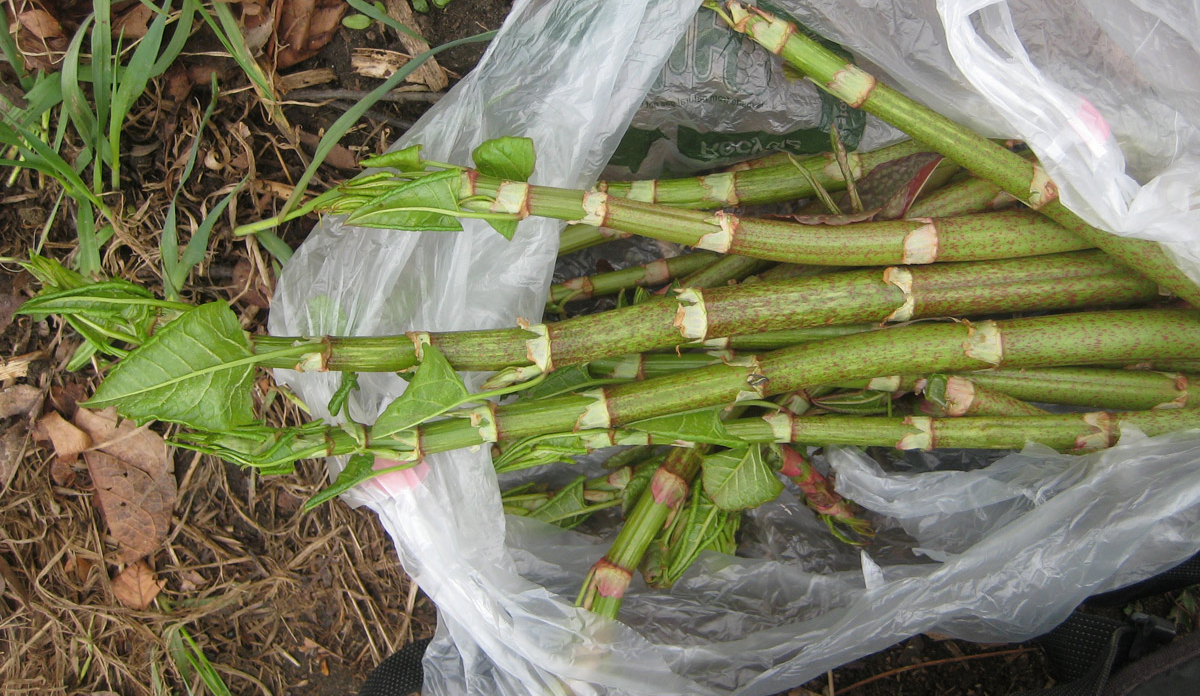 Image of Young shoots of giant knotweed