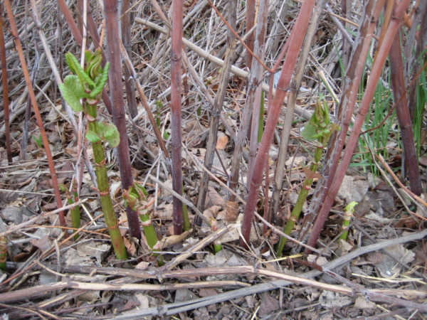 Japanese knotweed season | Wild Food Girl