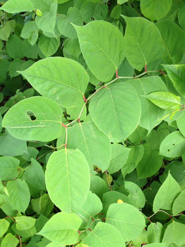 Japanese knotweed season | Wild Food Girl