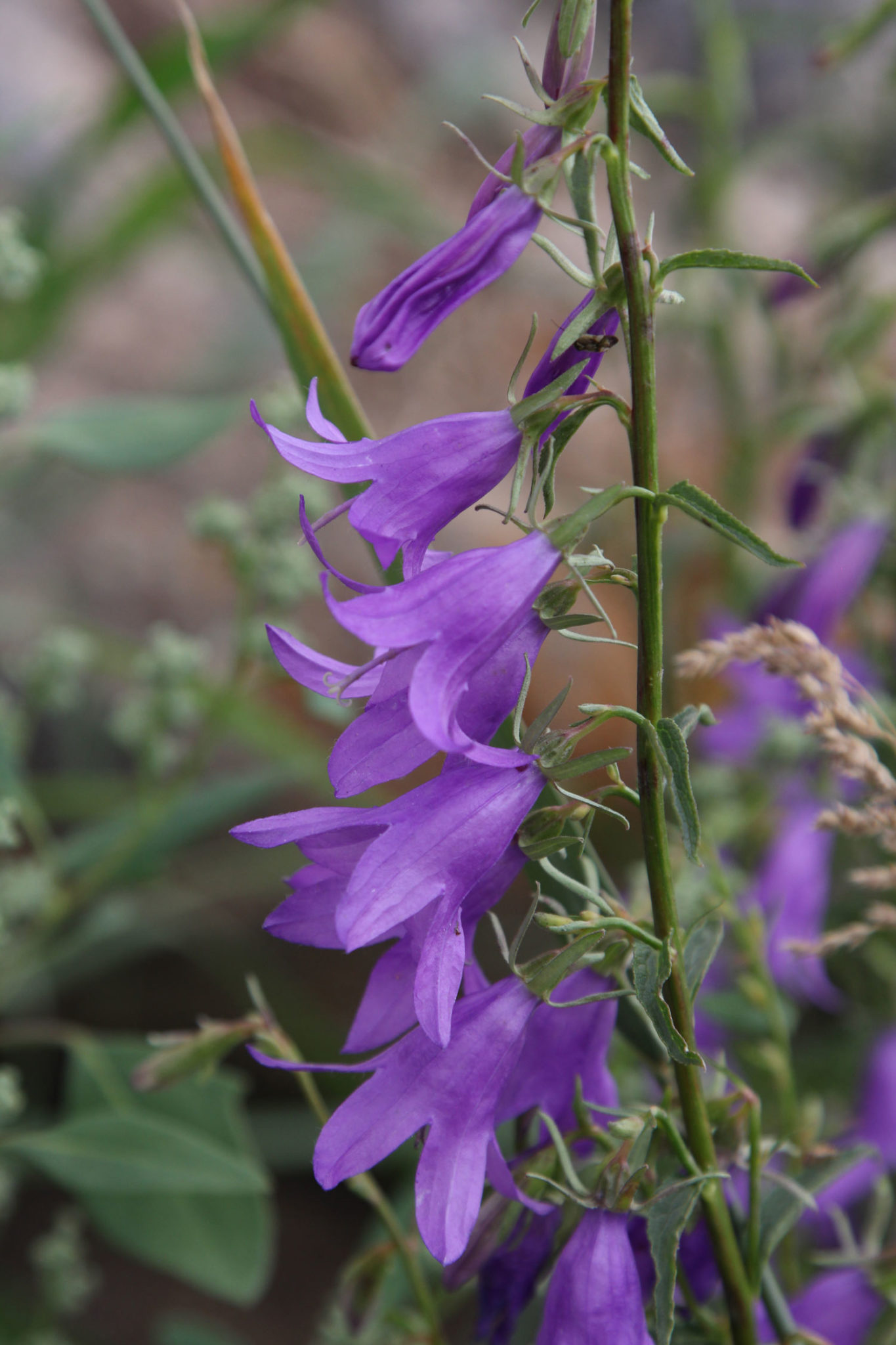10 Edible Wild Plants to Forage in Spring | Wild Food Girl