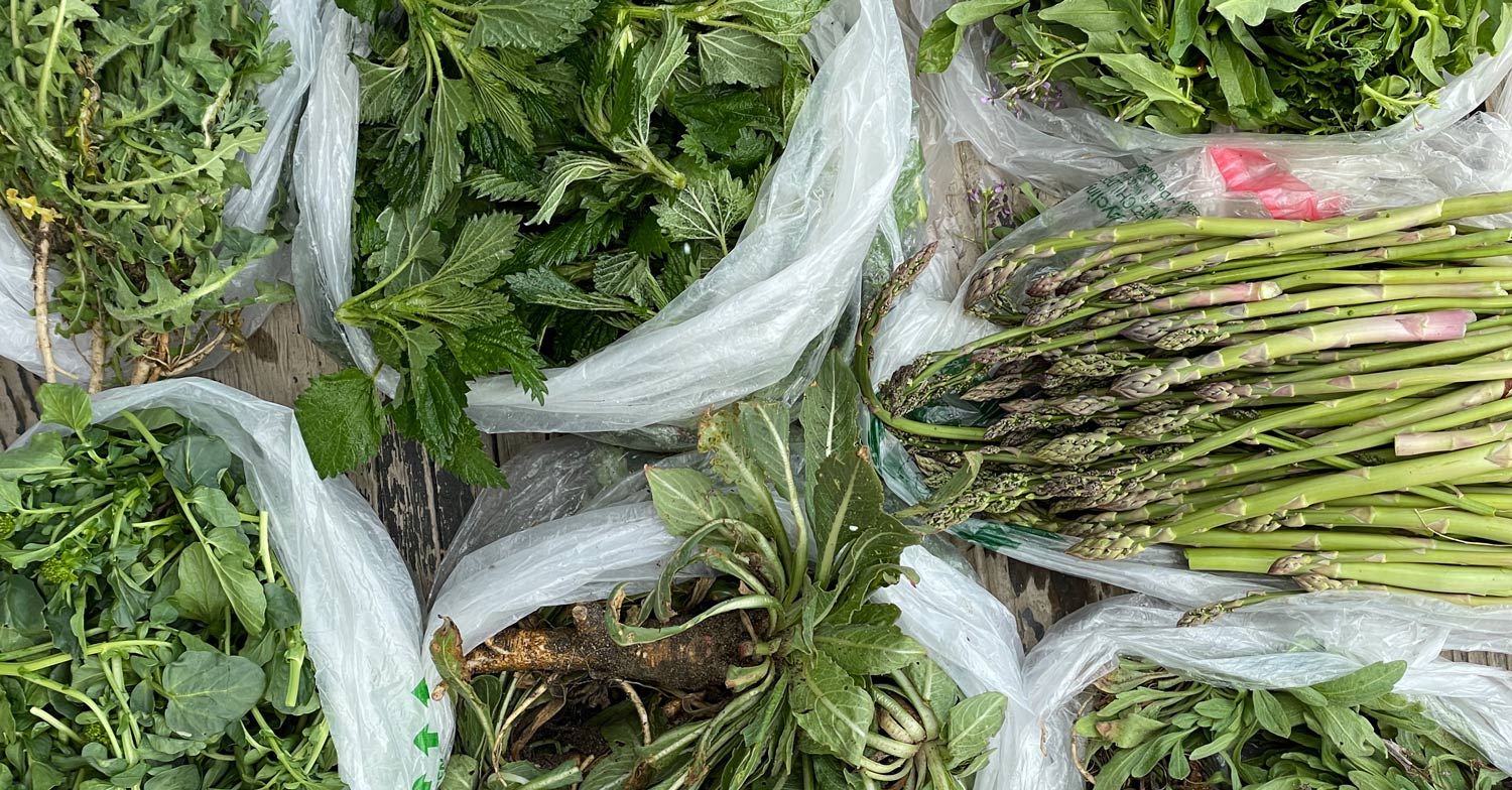10 Edible Wild Plants to Forage in Spring | Wild Food Girl